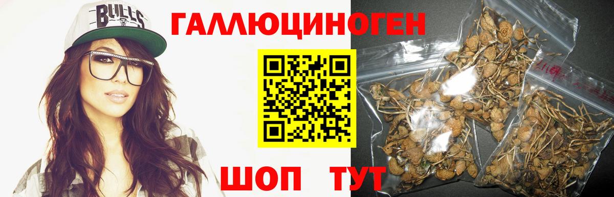 как найти   Вход с VPN  Бирск  Псилоцибиновые грибы Psilocybe 